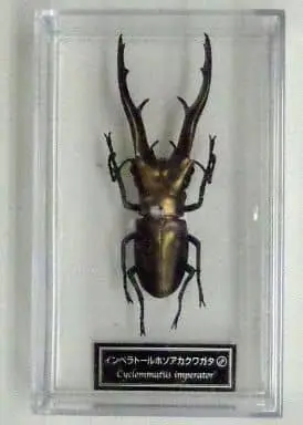 Figure - World Insect DATA BOOK