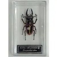 Figure - World Insect DATA BOOK