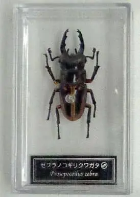 Figure - World Insect DATA BOOK