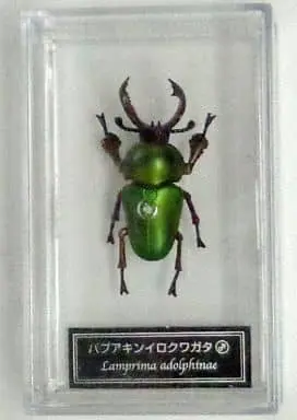 Figure - World Insect DATA BOOK