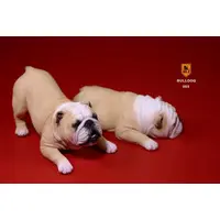 Bulldog Playful ver. (Milky White/2-piece set) Resin