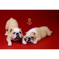 Bulldog Playful ver. (Milky White/2-piece set) Resin