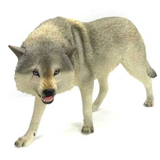North American Gray Wolf C