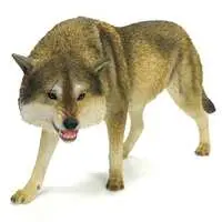 North American Gray Wolf A