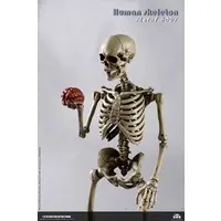 Human Skeleton Die-cast