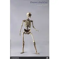 Human Skeleton Die-cast
