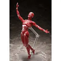 FREEing - figma - figma Human Anatomical Model