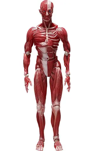 FREEing - figma - figma Human Anatomical Model