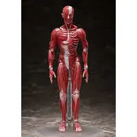 FREEing - figma - figma Human Anatomical Model