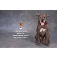 American Staffordshire Terrier Statue Sitting B 001