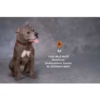 American Staffordshire Terrier Statue Sitting B 001