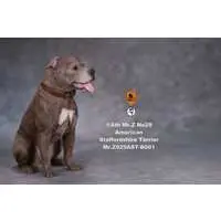 American Staffordshire Terrier Statue Sitting B 001