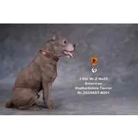 American Staffordshire Terrier Statue Sitting B 001