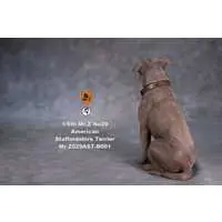 American Staffordshire Terrier Statue Sitting B 001