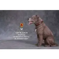 American Staffordshire Terrier Statue Sitting B 001