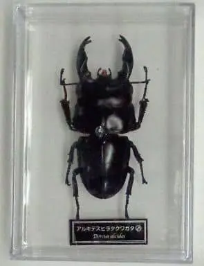 Figure - World Insect DATA BOOK