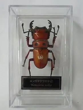 Figure - World Insect DATA BOOK