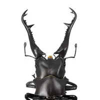 Revoltech - Figure Revogeo / Giraffa Stag Beetle