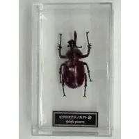 Figure - World Insect DATA BOOK