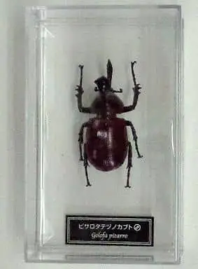 Figure - World Insect DATA BOOK