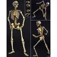 Human Skeleton Body 2.0 (New Metal Joint)