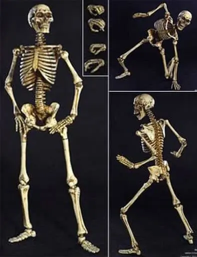 Human Skeleton Body 2.0 (New Metal Joint)