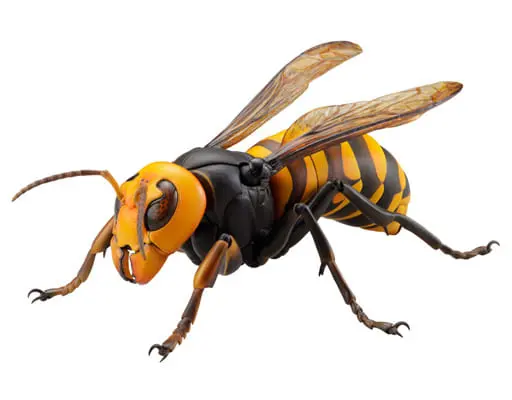 Rebojio Asian Giant Hornet