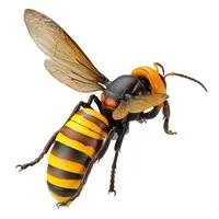 Rebojio Asian Giant Hornet