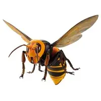 Rebojio Asian Giant Hornet