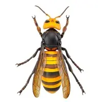 Rebojio Asian Giant Hornet