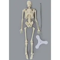 Full Body Skeleton Model