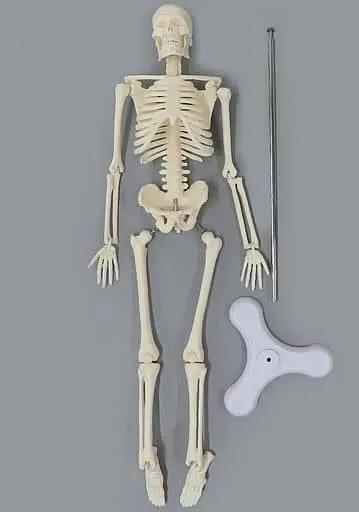 Full Body Skeleton Model