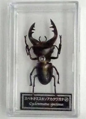 Figure - World Insect DATA BOOK