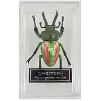 Figure - World Insect DATA BOOK