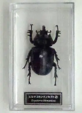 Figure - World Insect DATA BOOK