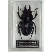 Figure - World Insect DATA BOOK