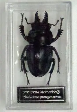 Figure - World Insect DATA BOOK