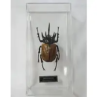 Figure - World Insect DATA BOOK