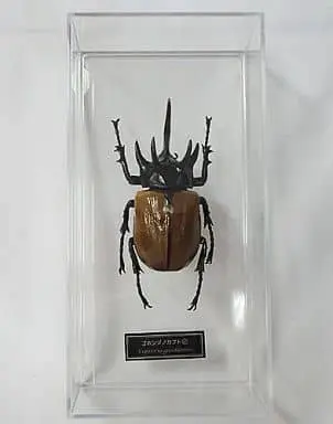 Figure - World Insect DATA BOOK