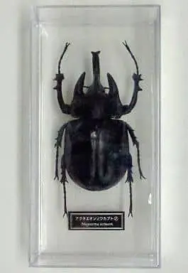 Figure - World Insect DATA BOOK