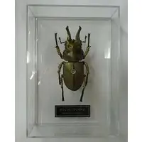 Figure - World Insect DATA BOOK