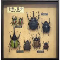 Figure - World Insect DATA BOOK