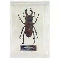 Figure - World Insect DATA BOOK