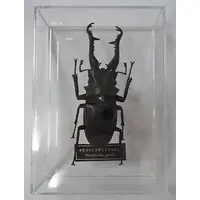 Figure - World Insect DATA BOOK