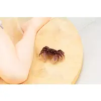 Figure - Kishuku Gakkou no Juliet (Boarding School Juliet)