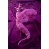 Plastic model - Arcanadea