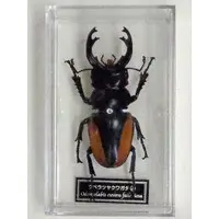 Figure - World Insect DATA BOOK