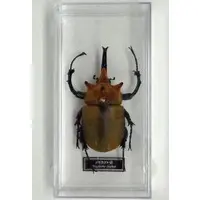 Figure - World Insect DATA BOOK