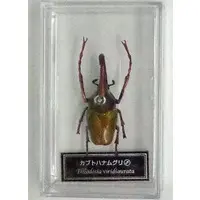 Figure - World Insect DATA BOOK
