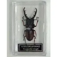 Figure - World Insect DATA BOOK